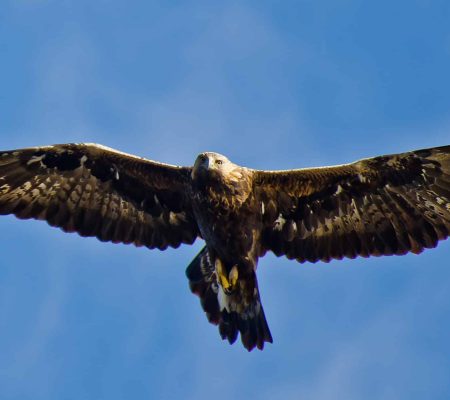 imgi_18_kongeorn-scaled