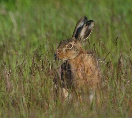 hare